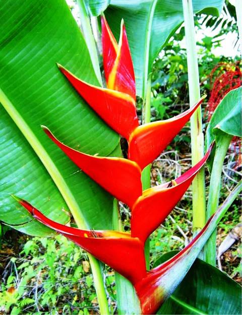 Planta Bico de Papagaio – Heliconia bihai – A Toca da Garoupa